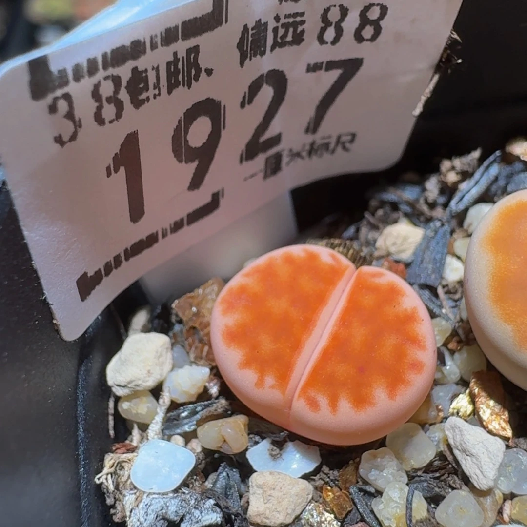 钱***敉Ssss精品生石花1927