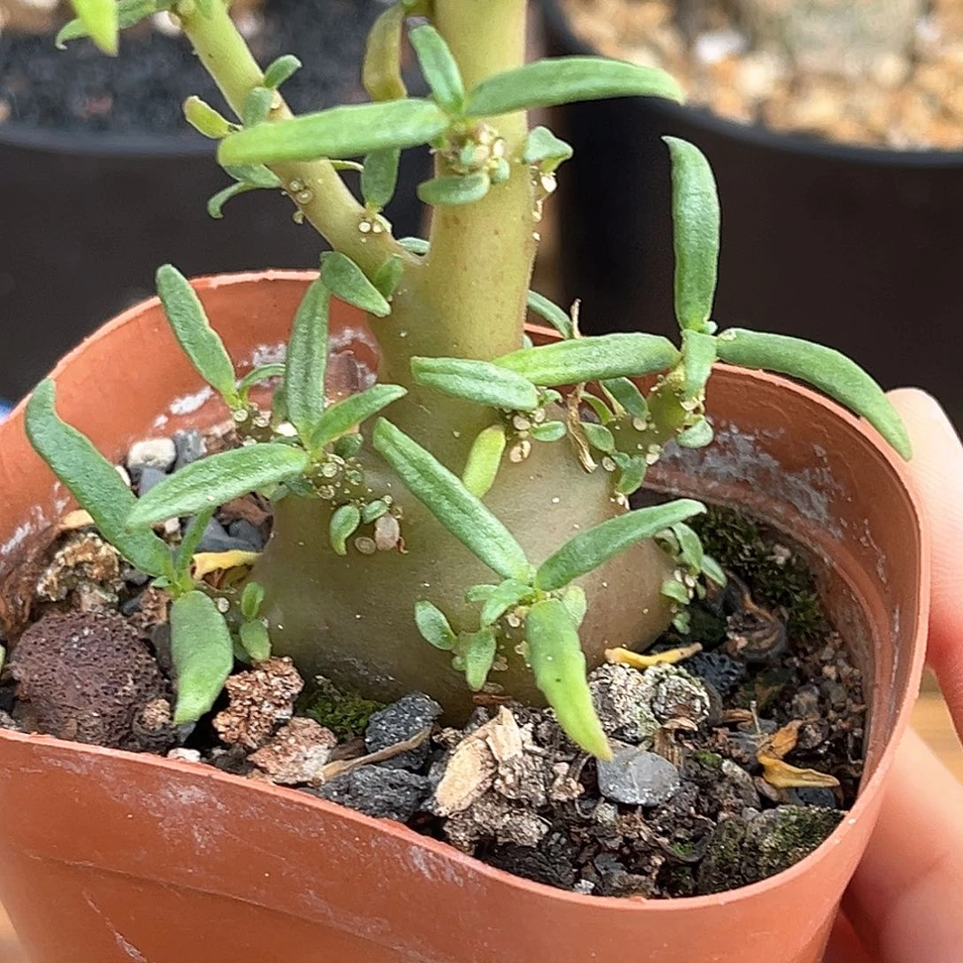 潮流植物优选玉琉桑，红皮