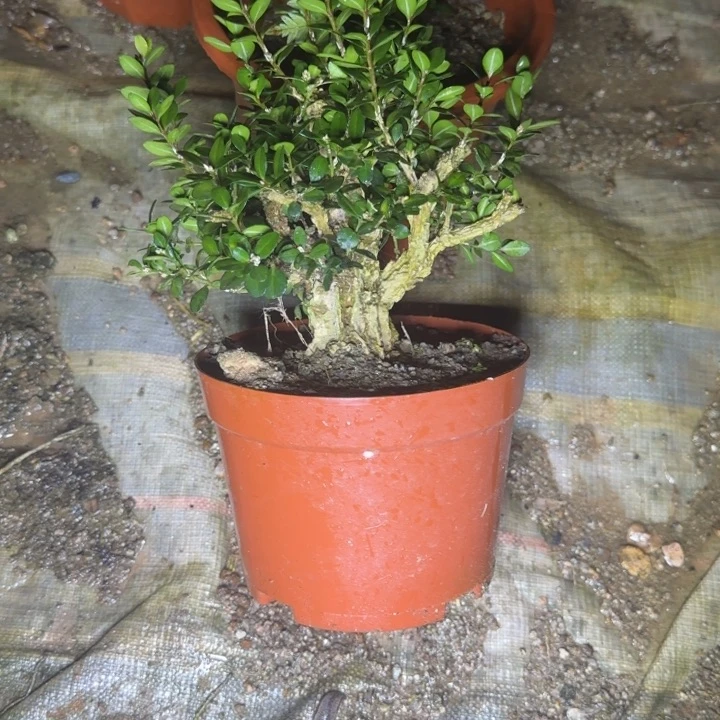 完全开放龙鳞黑珍珠黄杨123456789