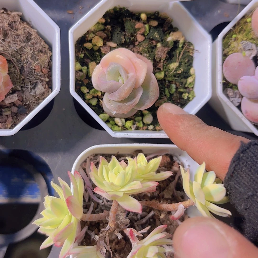 C992可爱玫瑰锦一物一拍