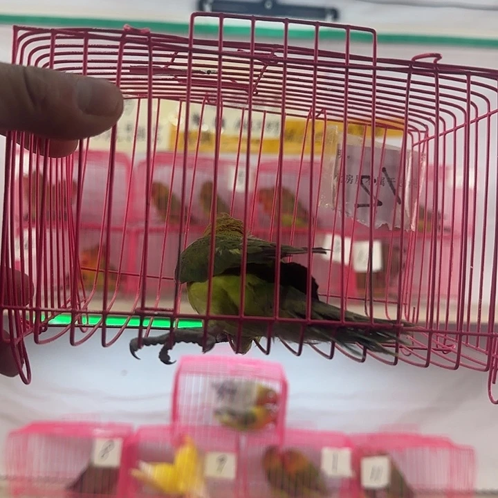 心***⁵虎皮鹦鹉一物一拍