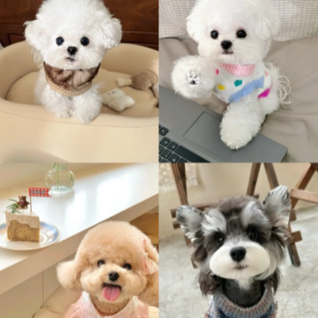 瑞祥萌宠 萌系犬 活体专属链接