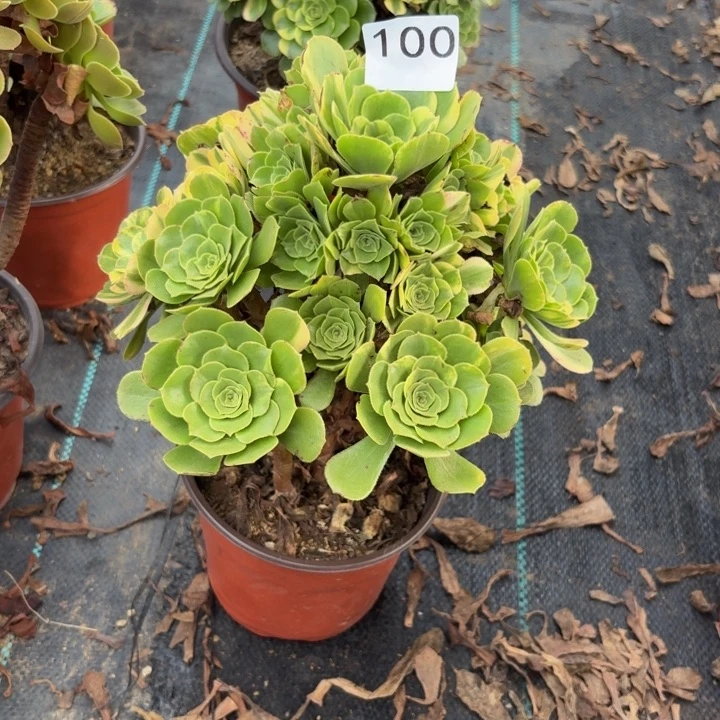 五彩琉璃多肉植物不包损100