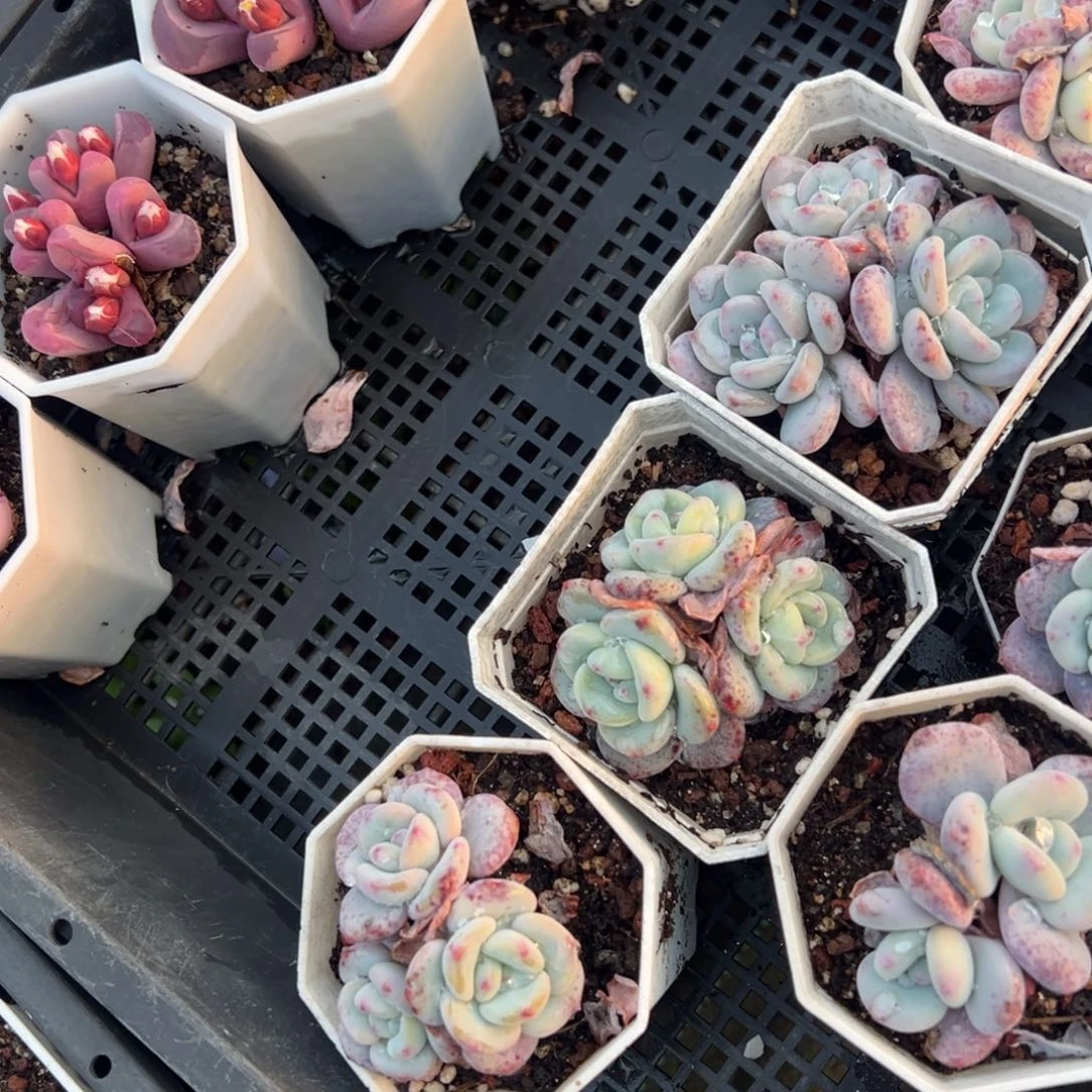 雪兰三头到手1颗量拍多肉满18元包邮明天发货