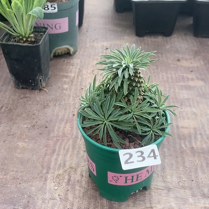 234铁甲麒麟大戟块根