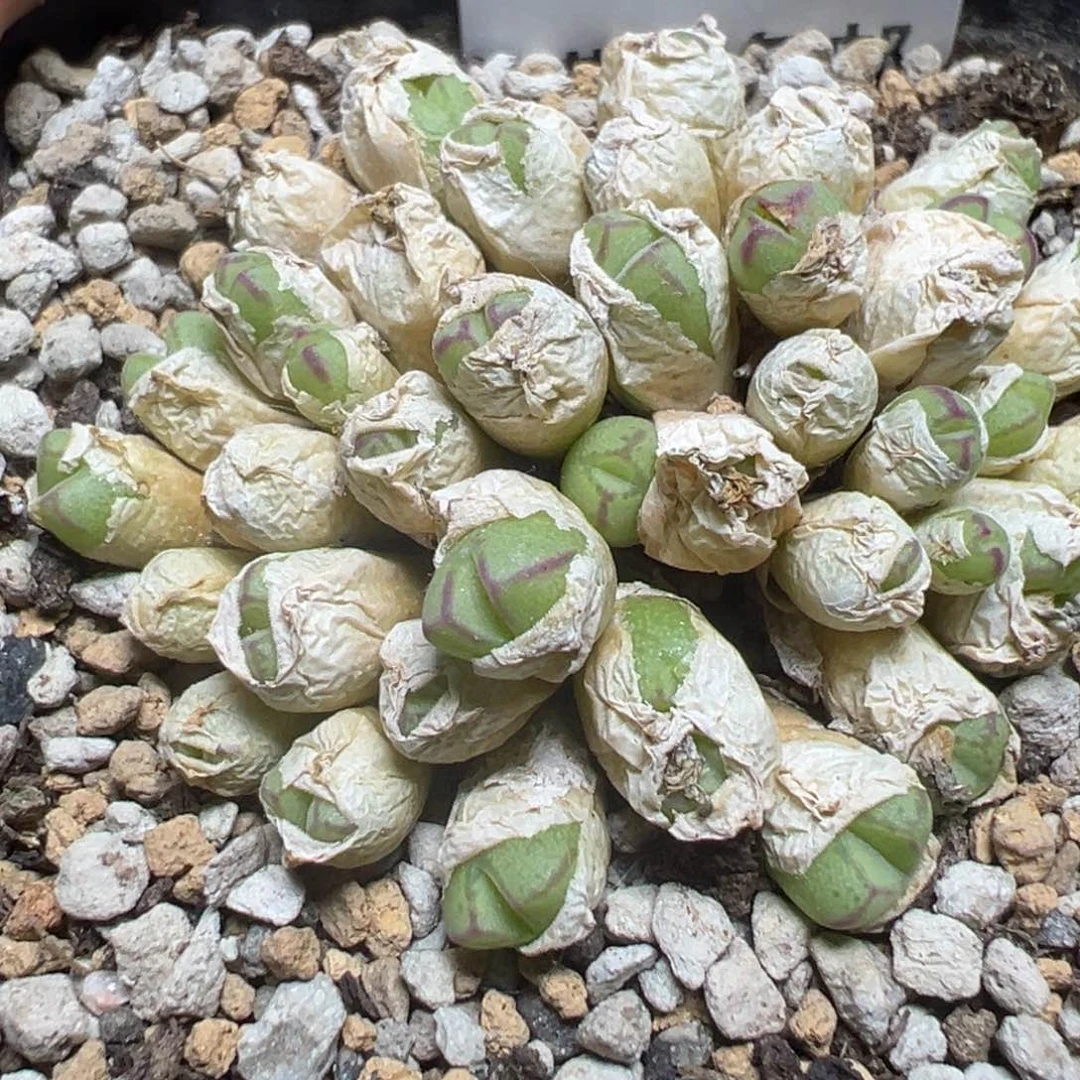 【闪购商品】 547。