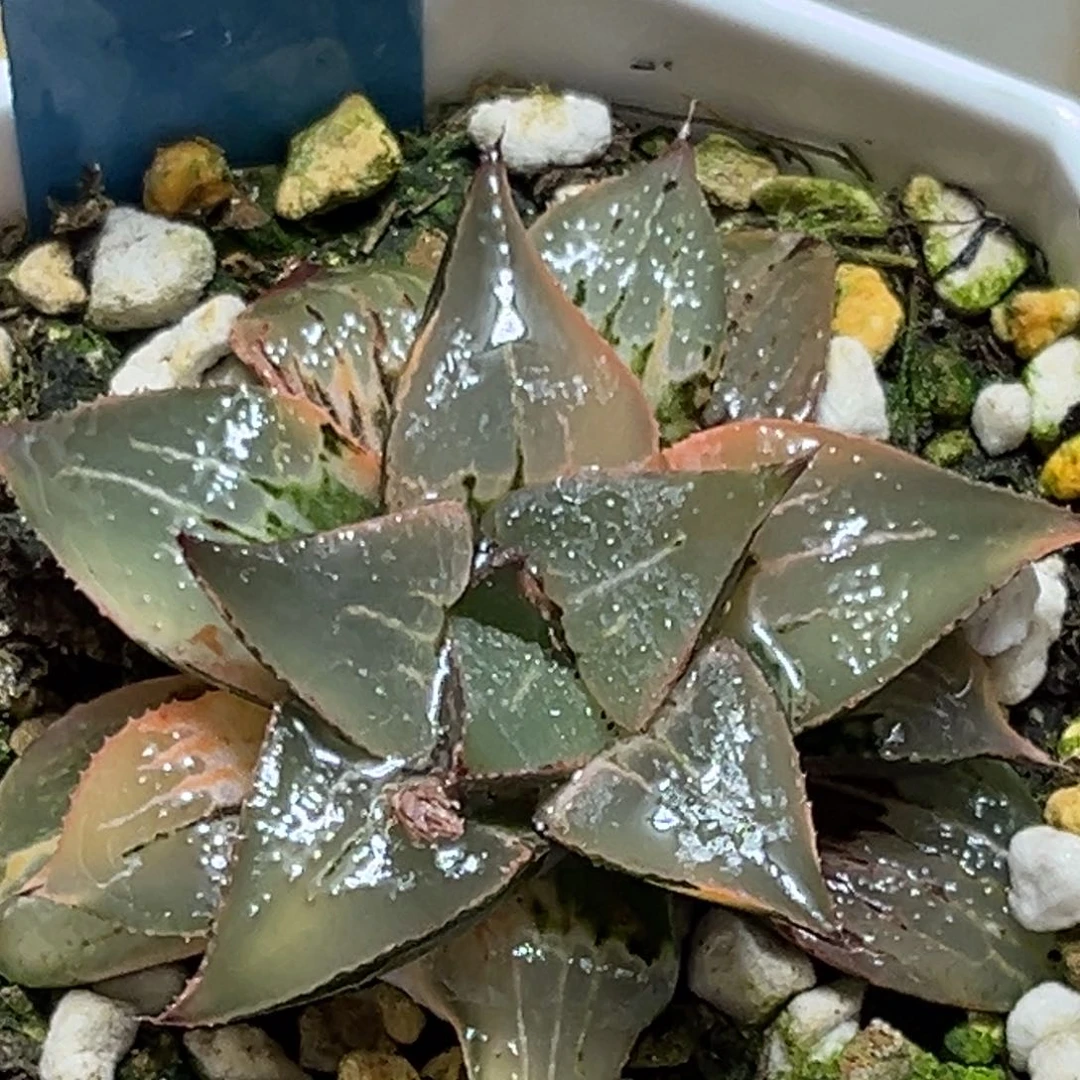 恭喜发财大吉大利0132