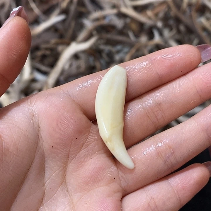 无非金属牙牙牙牙