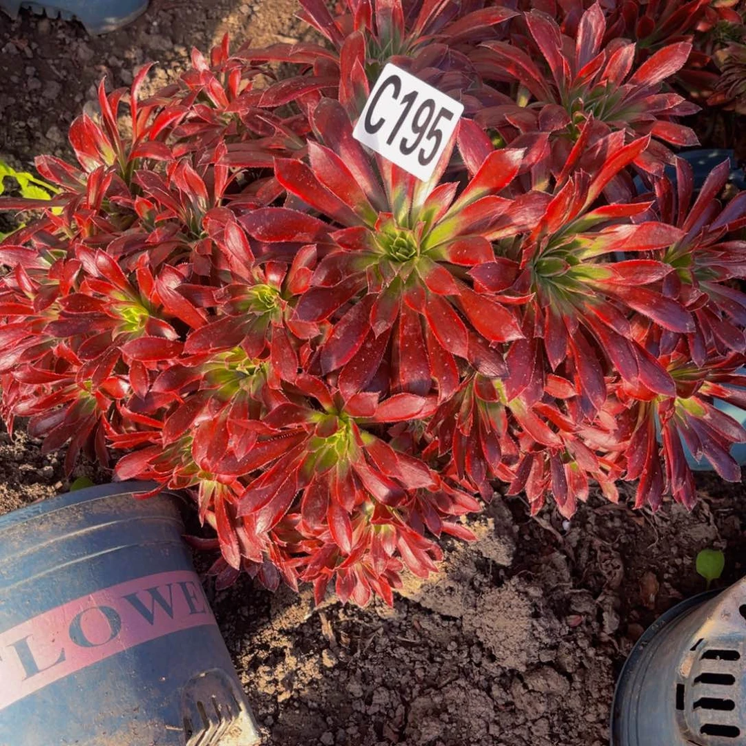 孔雀法师28/////45包邮