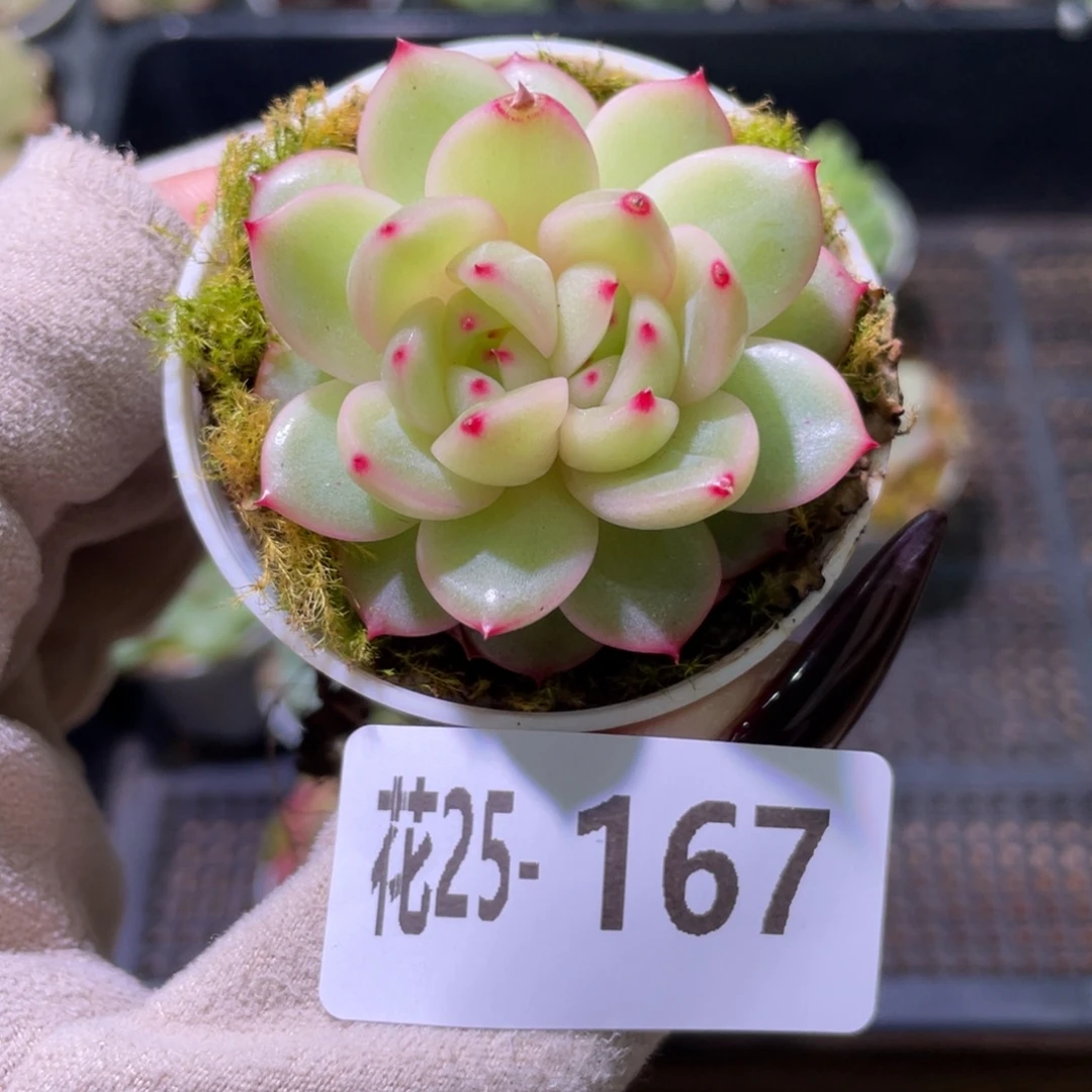 花利美25-167新品