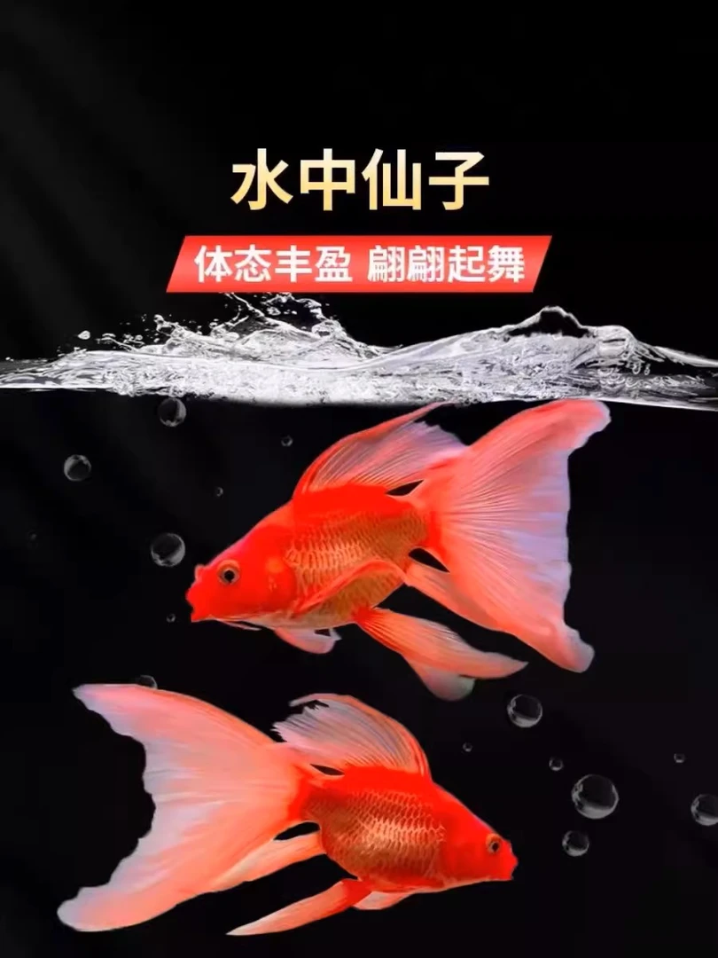 10-13公分红精品蝴蝶鲤鱼好养易养混养自家渔场