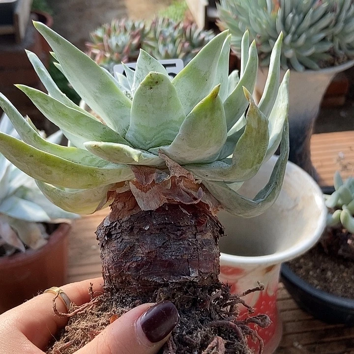 雪山老桩一物一拍005