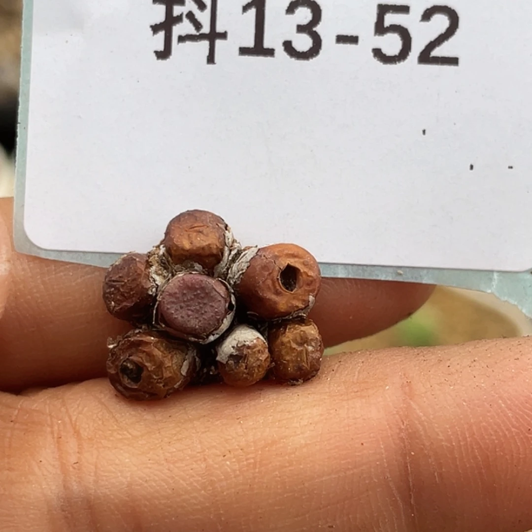 13-52猪皮多肉植物