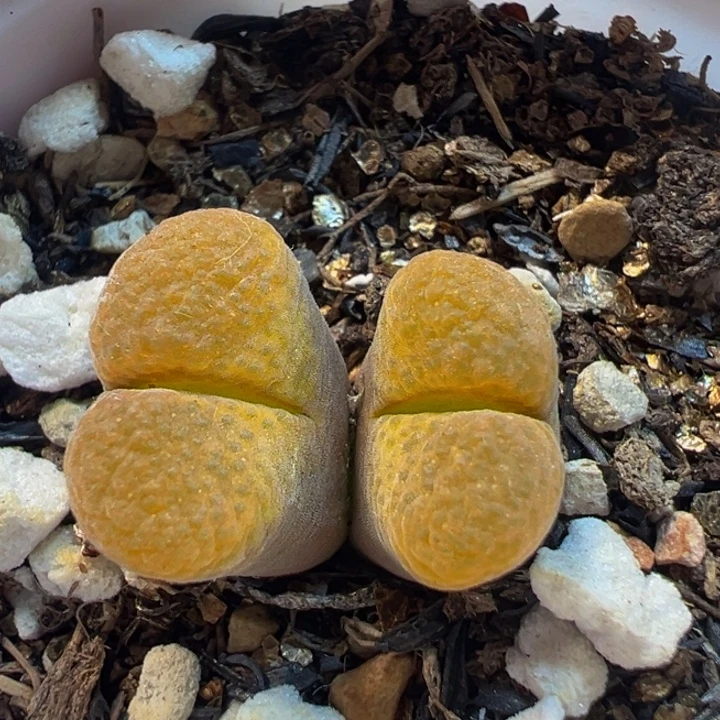 98多肉植物百科植物