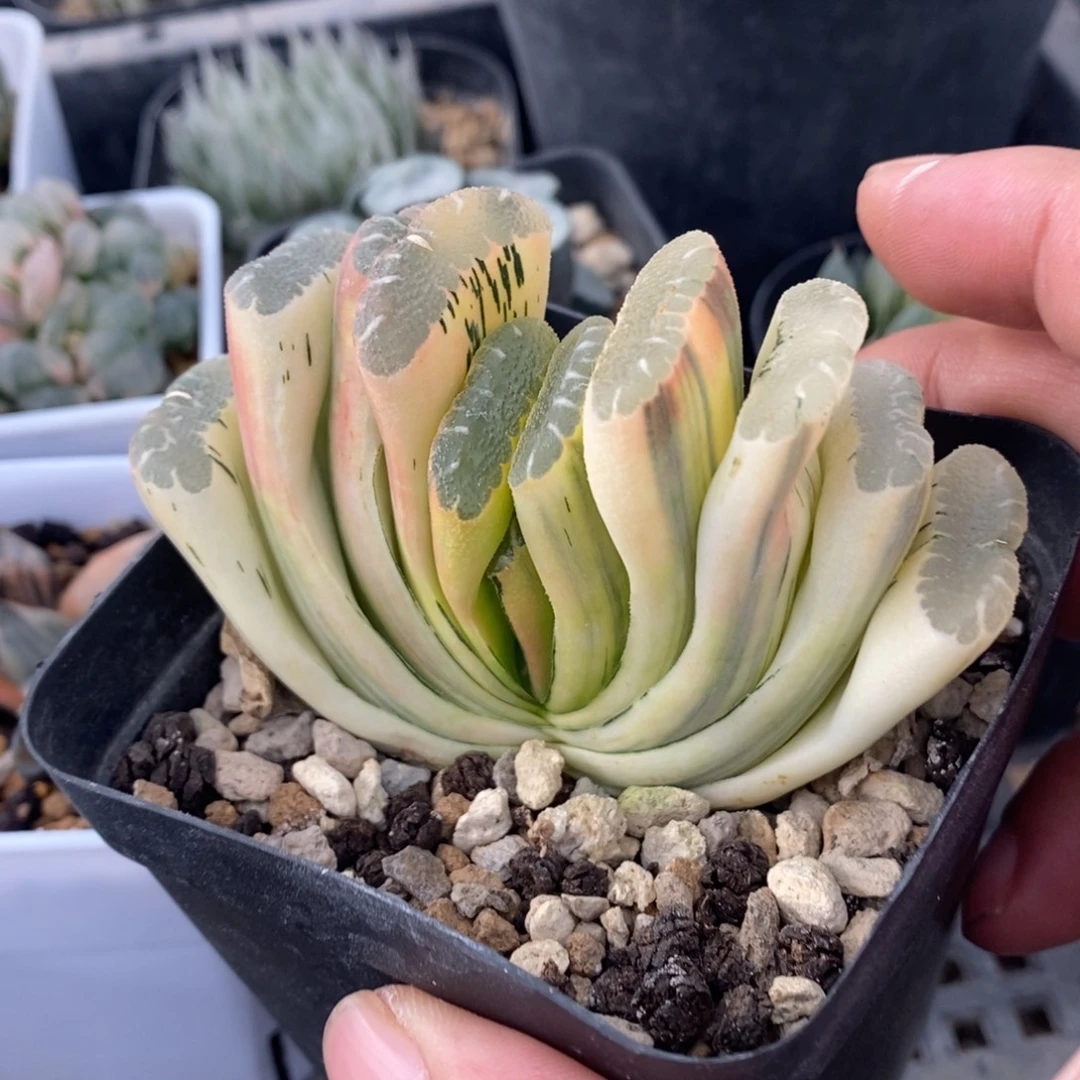 一颗实生糊斑玉扇锦