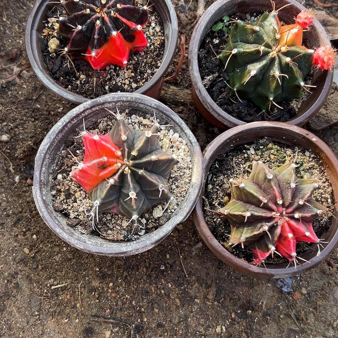 多肉植物四颗球球