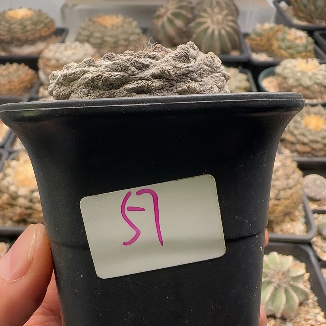 仙人球 111111111111111