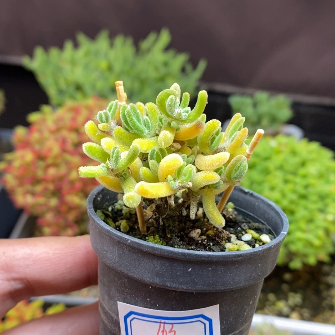 无花朵163号实生橙叶枝干