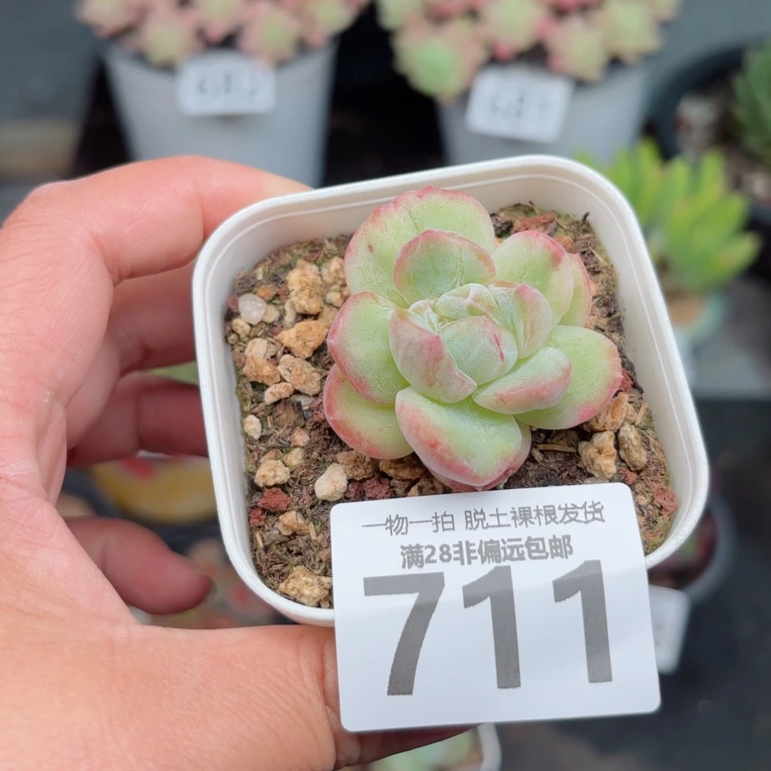 石化粉钻无盆土发货