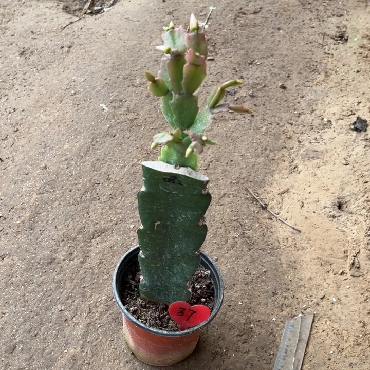旺***旺当前无花栽培后可以开花082  37