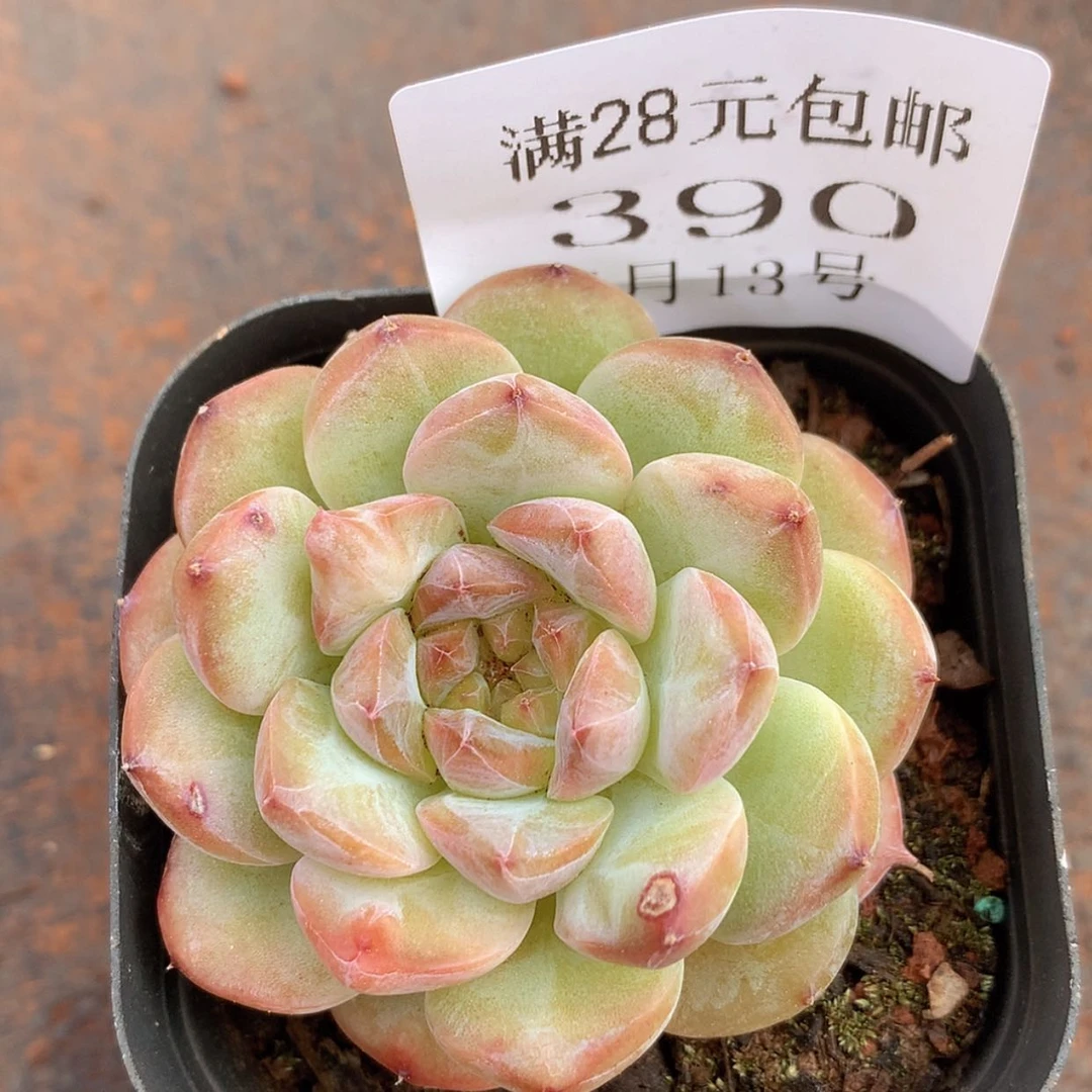 【闪购商品】云390号