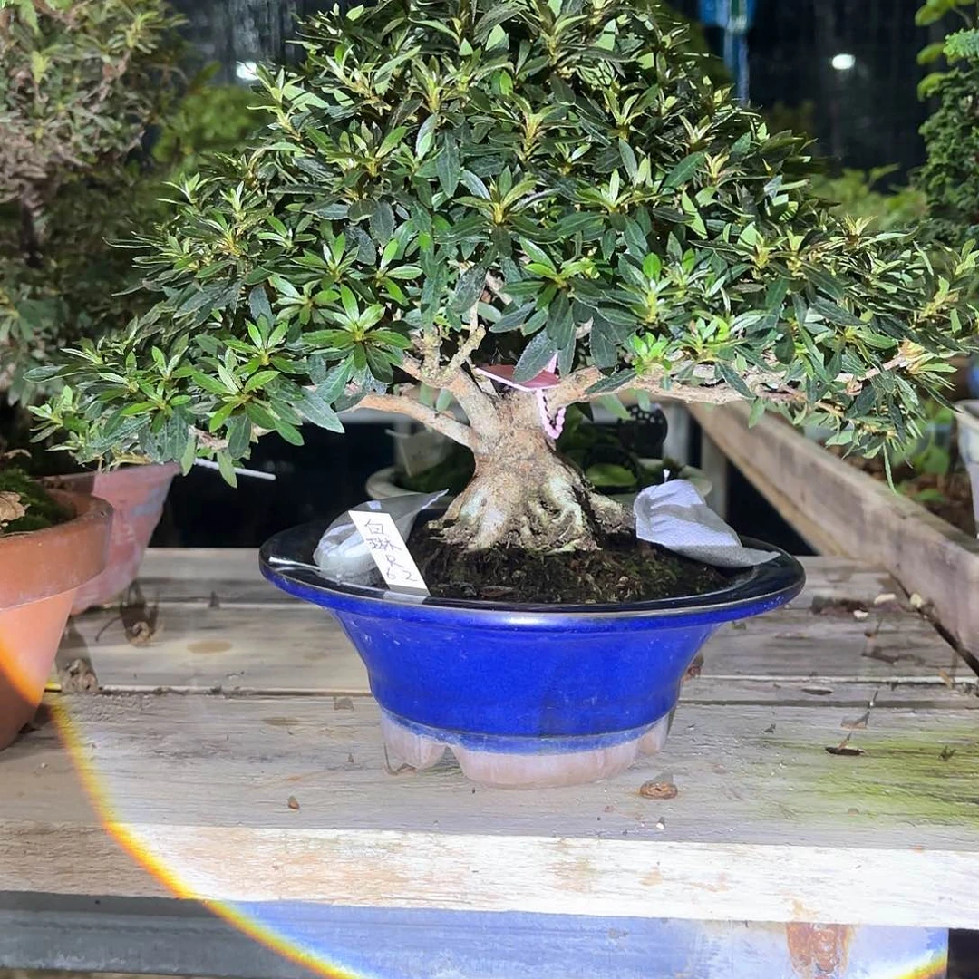 无花朵日本进口杜鹃白琳