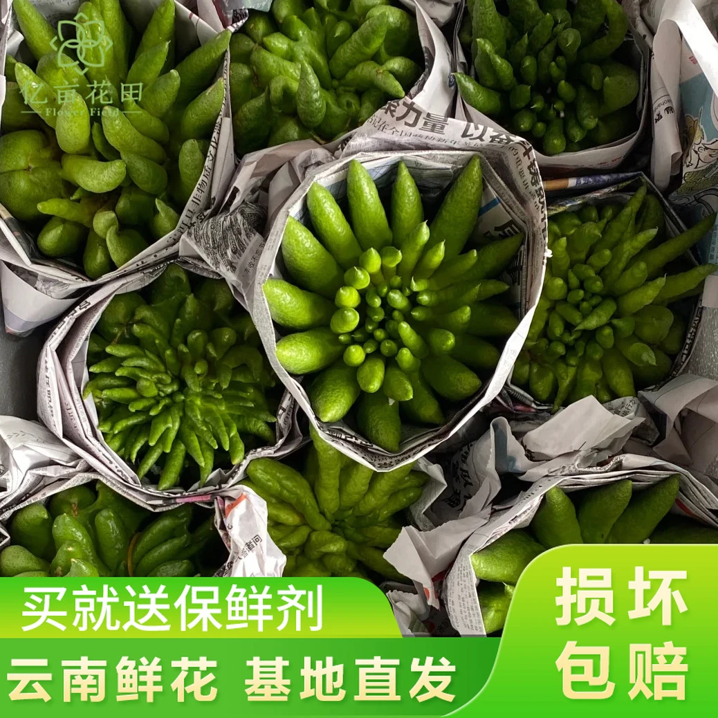 亿亩花田佛手柑鲜果闻香新鲜摆放家用云南基地直发家用