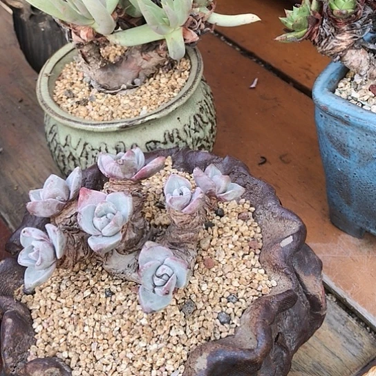 韩货苹果叶仙女棒