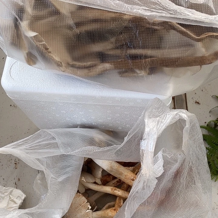 青***头中国大陆石屏县鸡纵菌中国大陆