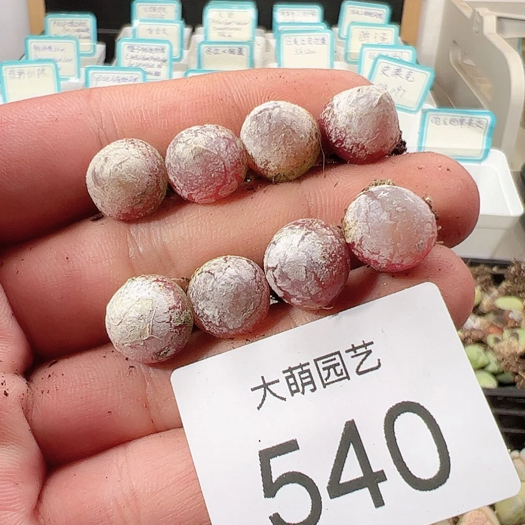 000540 一物一拍……