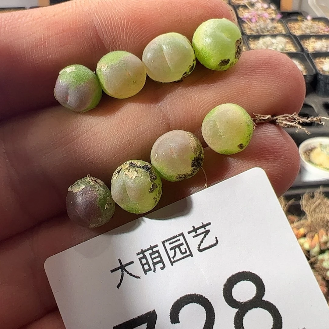 一物一拍默认微瑕。  728