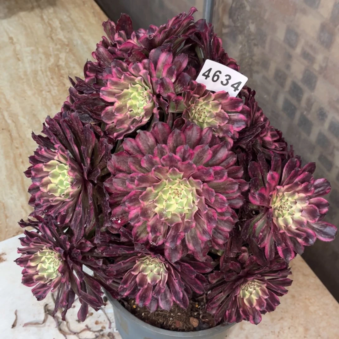 云彩多肉发货发货