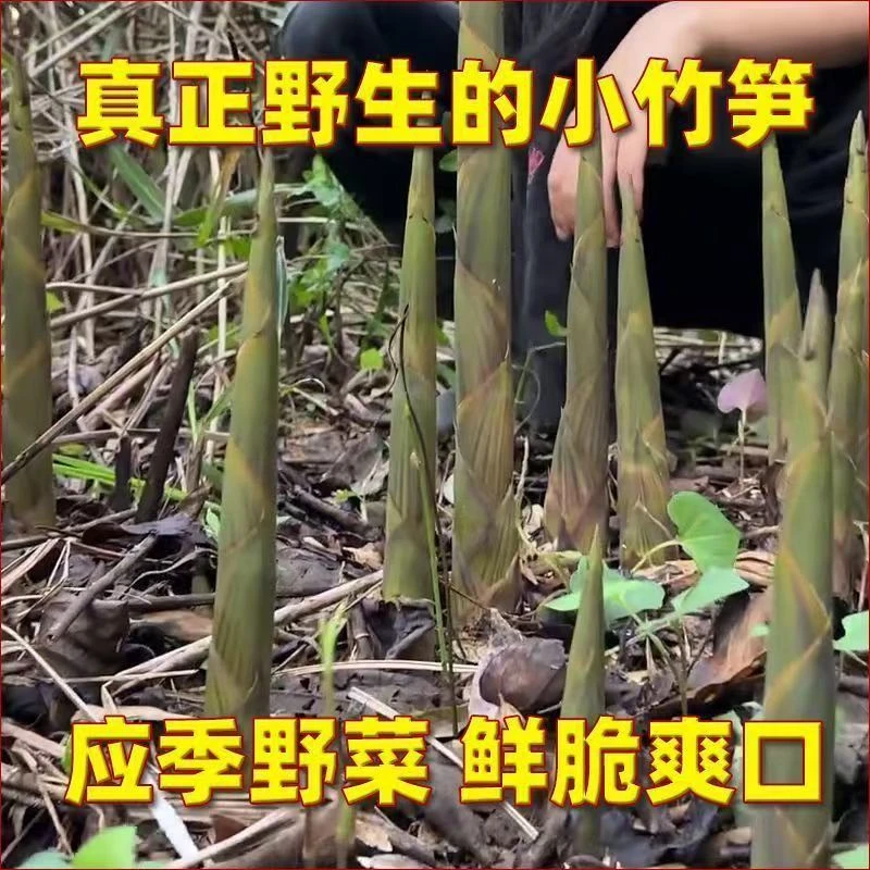 新鲜小竹笋带壳嫩笋自然生长农家现挖春笋水竹笋不苦不麻