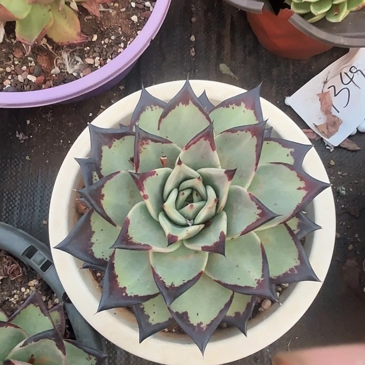 宽叶单头。    20。