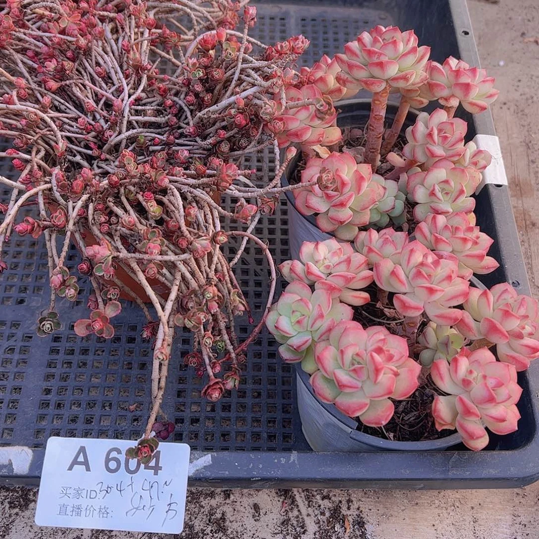 多肉604多肉植物