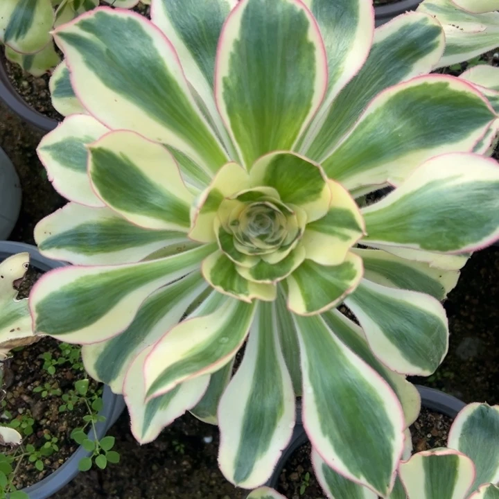 燕子锦多肉植物大单头量