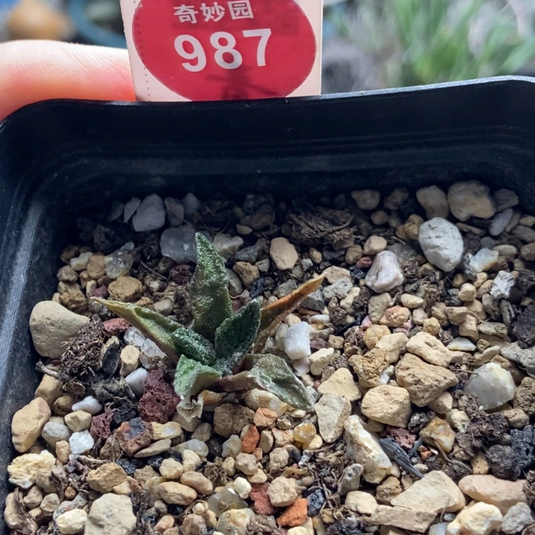 实生牡丹一颗仙人球