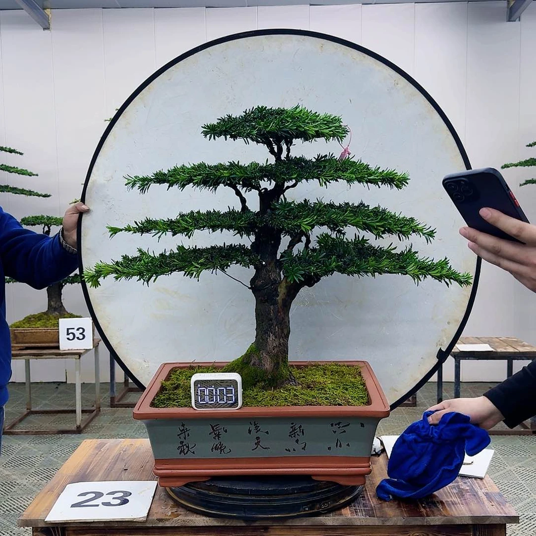 盆景米叶罗汉松盆景