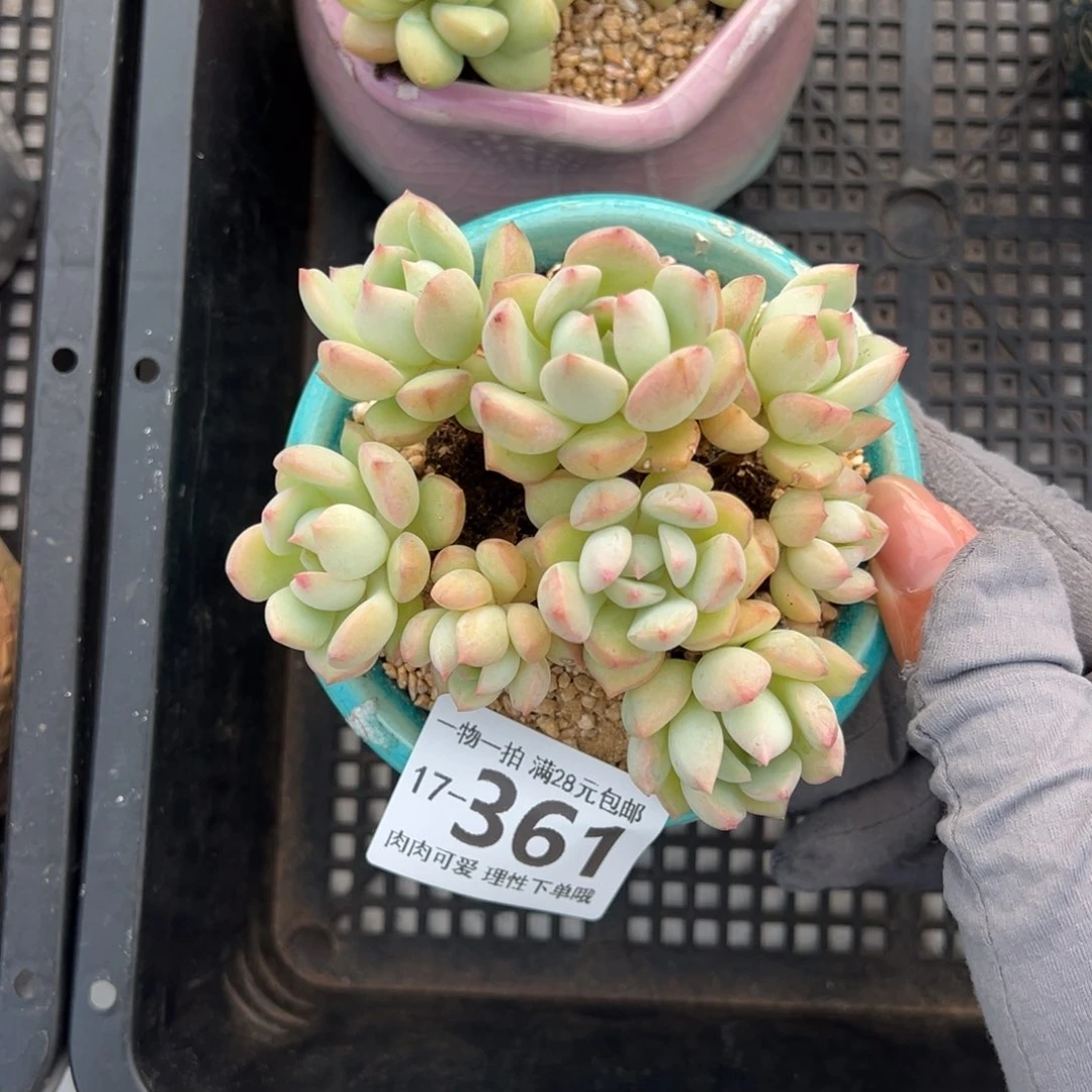 蜜桃格林多肉多肉多肉多肉