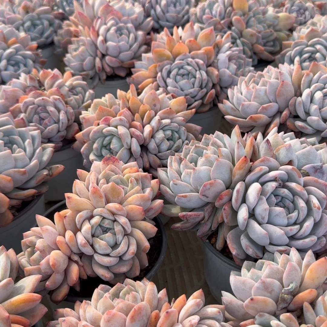 无花朵星影4头叶插两颗