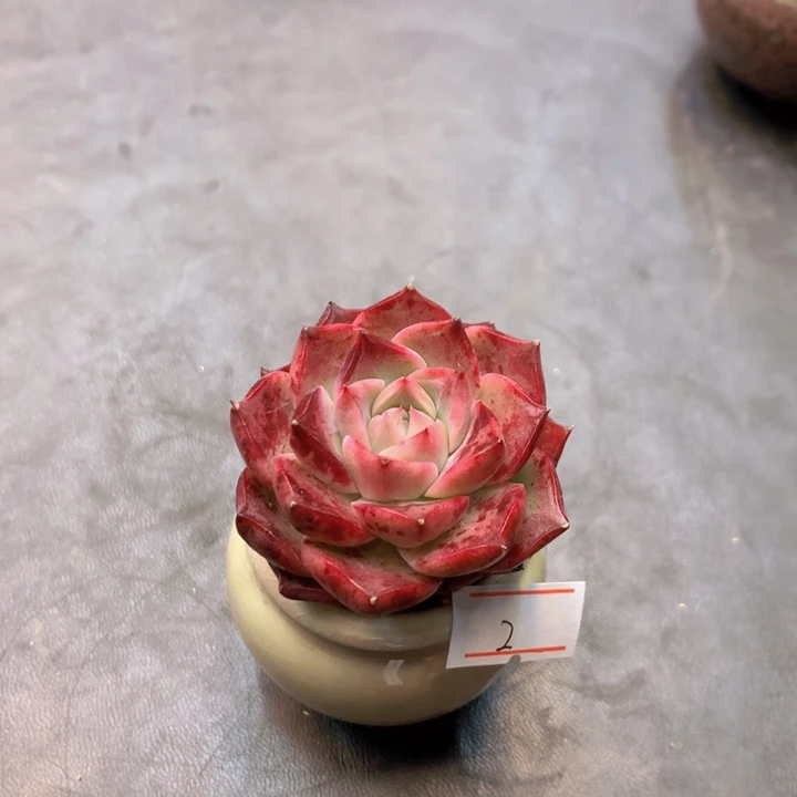 一物一拍满30包邮 2