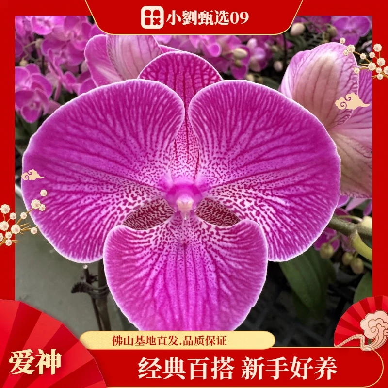 【爱神09】精美蝴蝶兰室内花卉真花好养带花发货