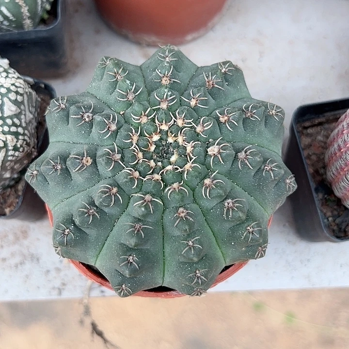 拐***牛恭喜发财。