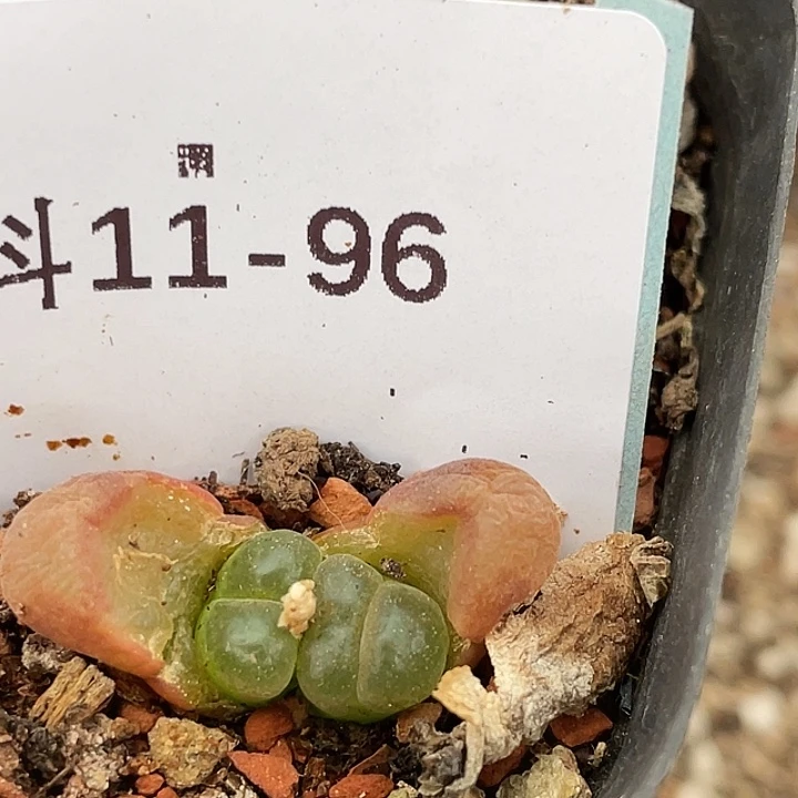 11-96风铃多肉植物