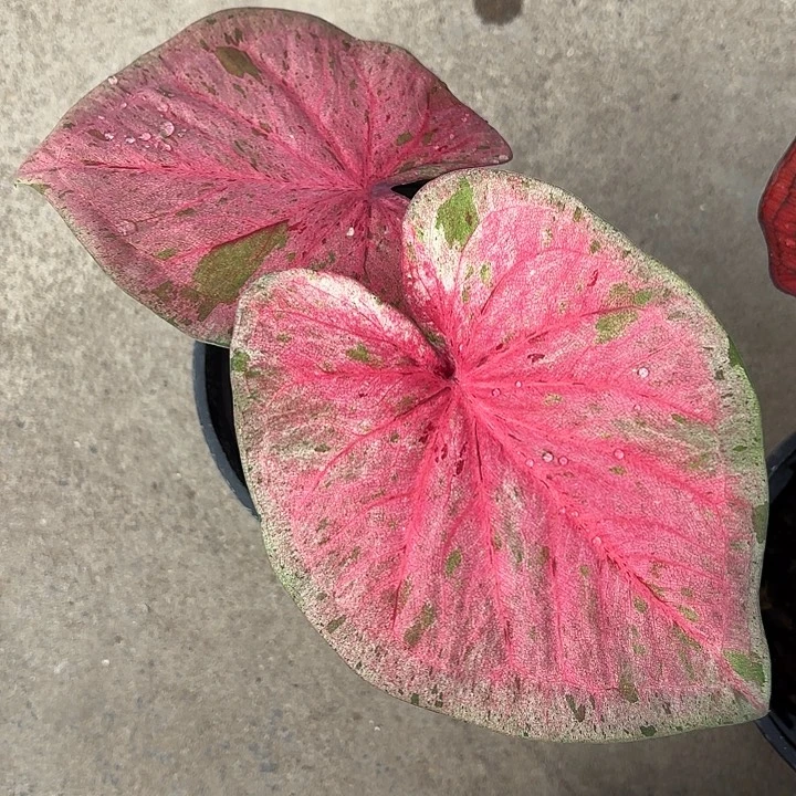 枫****28-1121粉毒福利广东现货