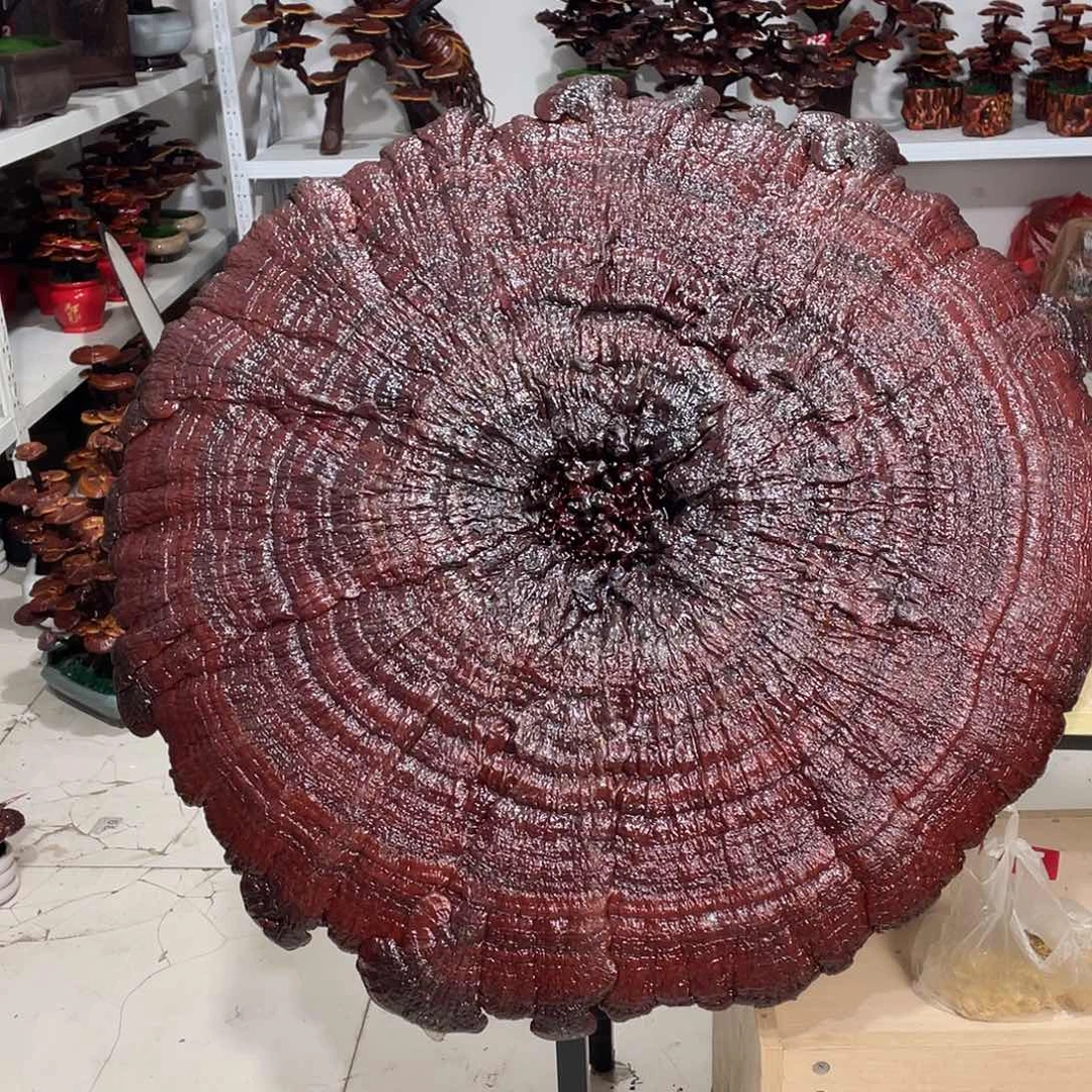 无花朵8888888888888888