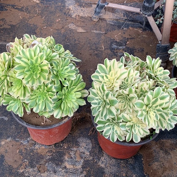 多肉植物两颗23有砍