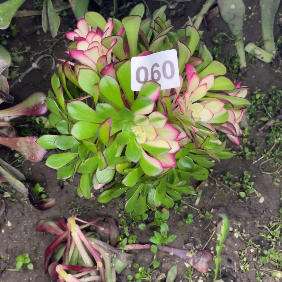 天**云60号从湖中班七彩