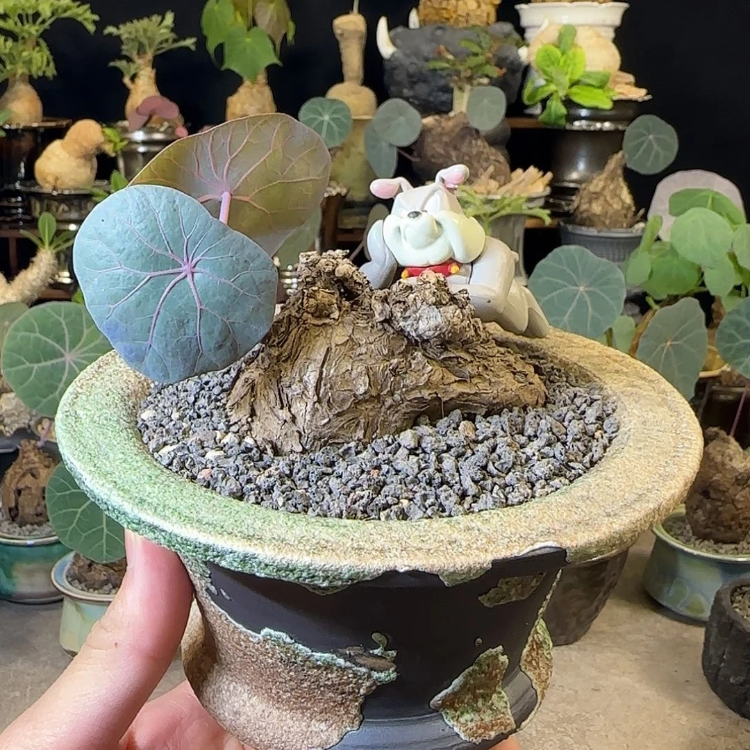 一物一拍老家一叶龟17