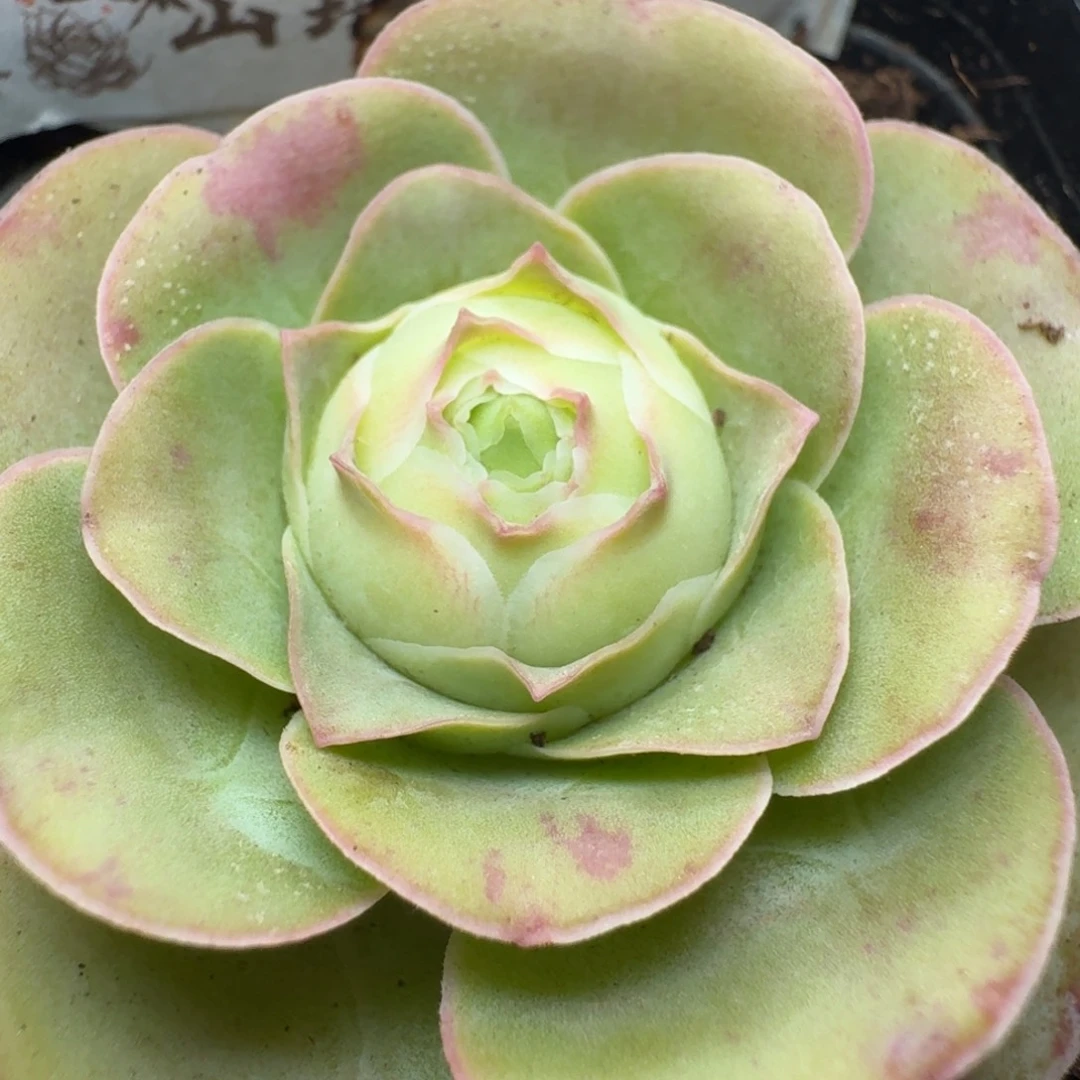 956-冠幅5cm-6颗打包价50